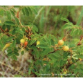 Rose hip extract